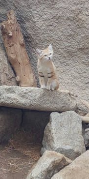 神戸どうぶつ王国に投稿された画像（2020/6/6）