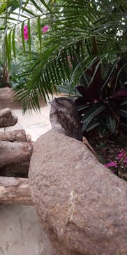 神戸どうぶつ王国に投稿された画像（2020/6/6）