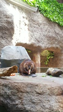 神戸どうぶつ王国に投稿された画像（2020/6/6）