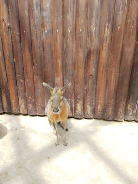 神戸どうぶつ王国に投稿された画像（2020/6/6）