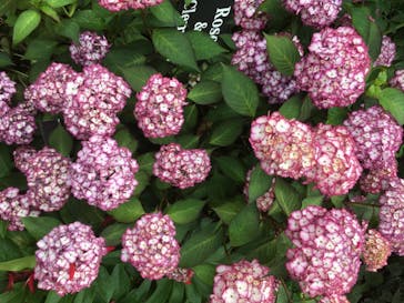 横浜イングリッシュガーデンに投稿された画像（2020/6/6）