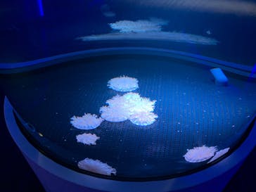 四国水族館に投稿された画像（2020/6/6）