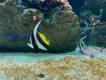 四国水族館に投稿された画像（2020/6/6）