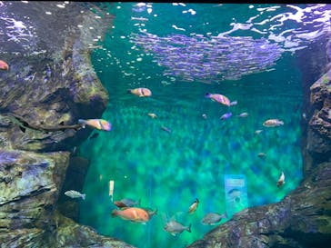 四国水族館に投稿された画像（2020/6/6）