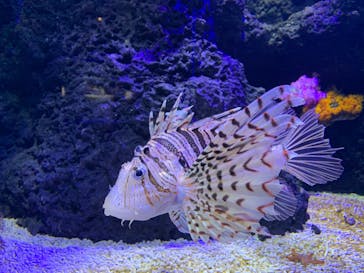 四国水族館に投稿された画像（2020/6/6）