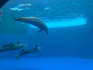 四国水族館に投稿された画像（2020/6/6）