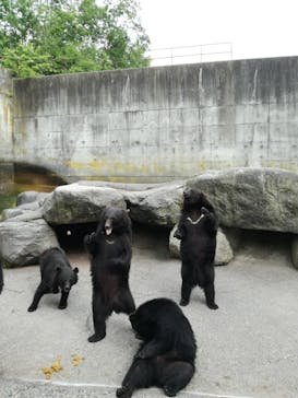 奥飛騨クマ牧場に投稿された画像（2020/6/6）