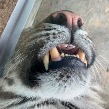 神戸どうぶつ王国に投稿された画像（2020/6/6）