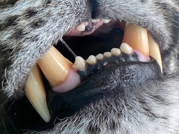 神戸どうぶつ王国に投稿された画像（2020/6/6）