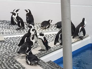 四国水族館に投稿された画像（2020/6/6）