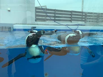 四国水族館に投稿された画像（2020/6/6）
