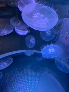 四国水族館に投稿された画像（2020/6/6）