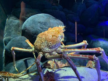 四国水族館に投稿された画像（2020/6/6）