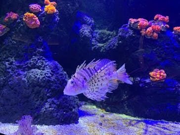 四国水族館に投稿された画像（2020/6/6）