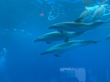 四国水族館に投稿された画像（2020/6/6）