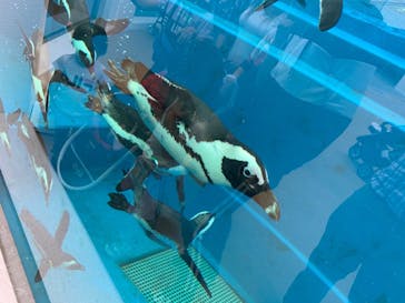 四国水族館に投稿された画像（2020/6/6）