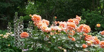 横浜イングリッシュガーデンに投稿された画像（2020/6/7）