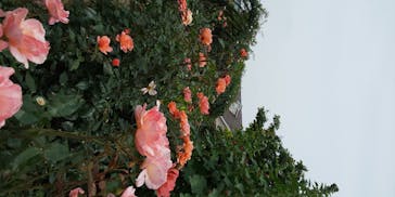 横浜イングリッシュガーデンに投稿された画像（2020/6/7）