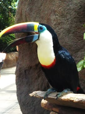 神戸どうぶつ王国に投稿された画像（2020/6/7）