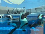 四国水族館に投稿された画像（2020/6/7）