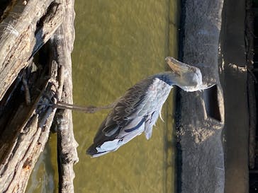 神戸どうぶつ王国に投稿された画像（2020/6/7）