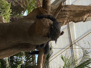 神戸どうぶつ王国に投稿された画像（2020/6/7）