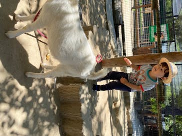 しろとり動物園に投稿された画像（2020/6/7）