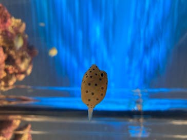 四国水族館に投稿された画像（2020/6/7）