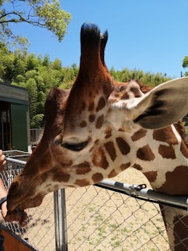 しろとり動物園に投稿された画像（2020/6/7）