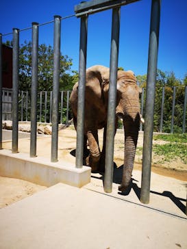 しろとり動物園に投稿された画像（2020/6/7）