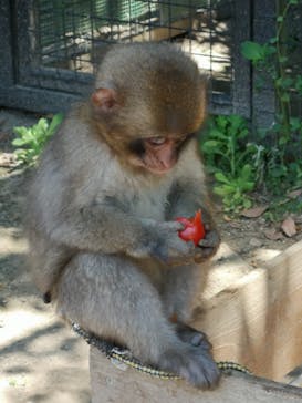 しろとり動物園に投稿された画像（2020/6/7）