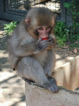 しろとり動物園に投稿された画像（2020/6/7）