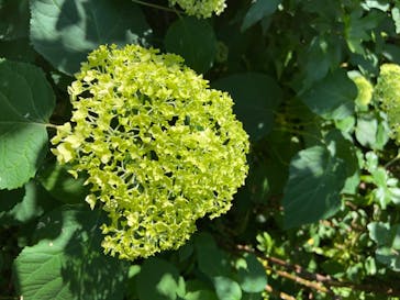 横浜イングリッシュガーデンに投稿された画像（2020/6/7）