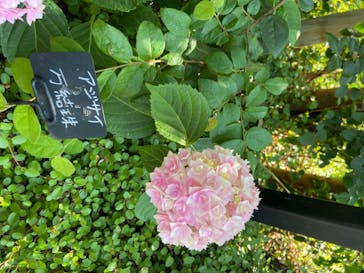 横浜イングリッシュガーデンに投稿された画像（2020/6/7）