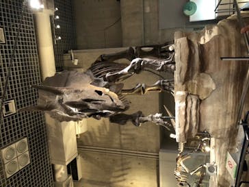 国立科学博物館に投稿された画像（2020/6/7）