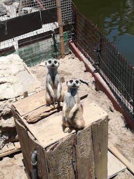 伊豆シャボテン動物公園に投稿された画像（2020/6/7）