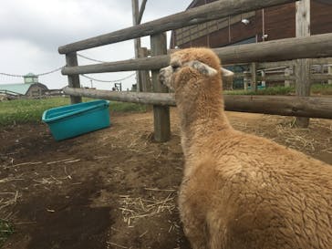 マザー牧場に投稿された画像（2020/6/7）