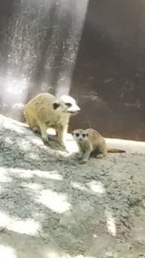 しろとり動物園に投稿された画像（2020/6/7）