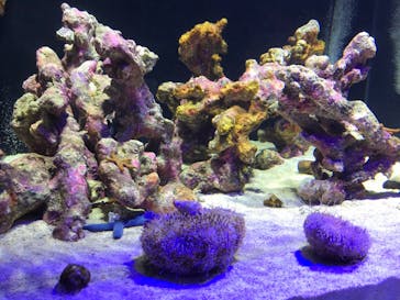 四国水族館に投稿された画像（2020/6/7）