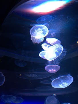 四国水族館に投稿された画像（2020/6/8）