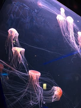 四国水族館に投稿された画像（2020/6/8）