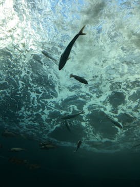 四国水族館に投稿された画像（2020/6/8）