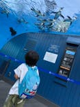 サンシャイン水族館に投稿された画像（2020/6/8）