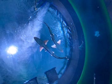 四国水族館に投稿された画像（2020/6/8）