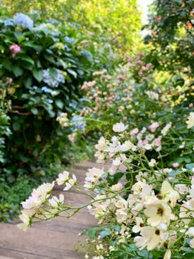 横浜イングリッシュガーデンに投稿された画像（2020/6/9）