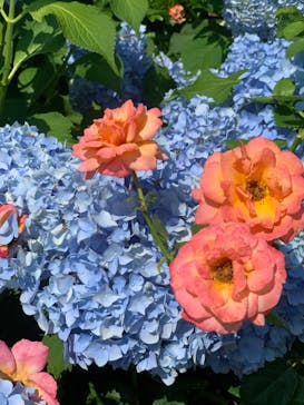 横浜イングリッシュガーデンに投稿された画像（2020/6/9）