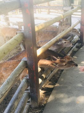 群馬サファリパークに投稿された画像（2020/6/9）