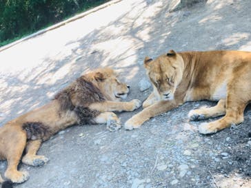 群馬サファリパークに投稿された画像（2020/6/9）