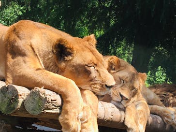 群馬サファリパークに投稿された画像（2020/6/9）