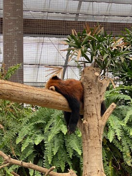 神戸どうぶつ王国に投稿された画像（2020/6/9）